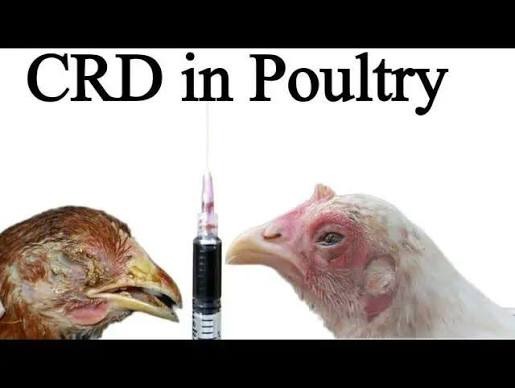 CHRONIC RESPIRATORY DISEASE: THE SILENT THREAT TO POULTRY PROFITS